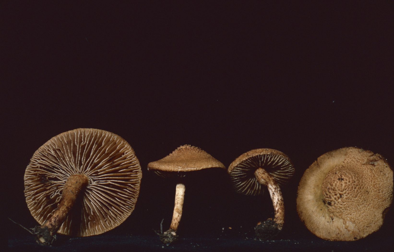 Inocybe lorillardiana image