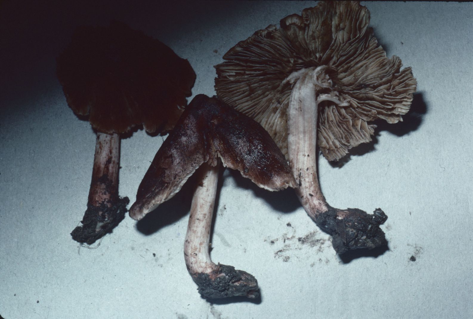 Inocybe tricolor image