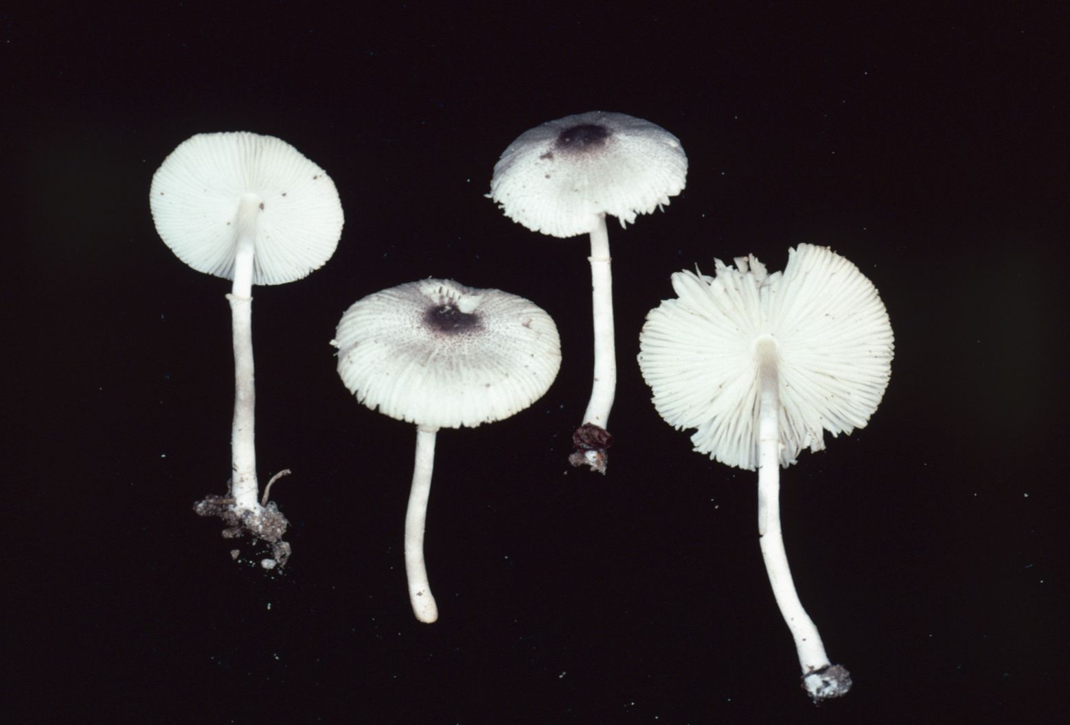 Lepiota phaeosticta image