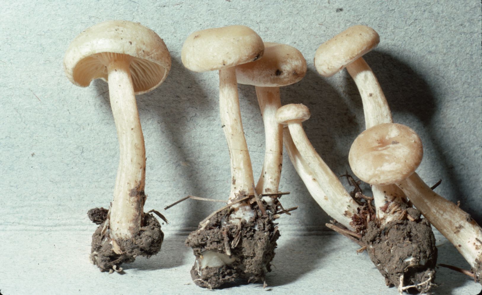 Lyophyllum fumosum image