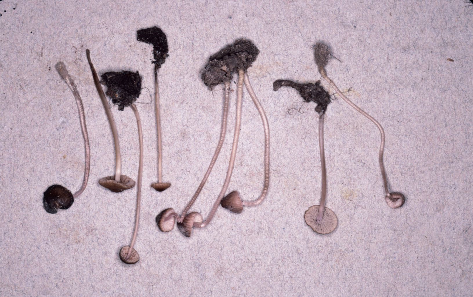 Mycena pullata image