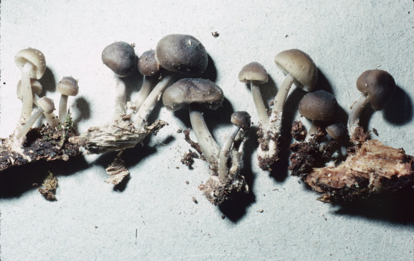 Mycena pseudoinclinata image