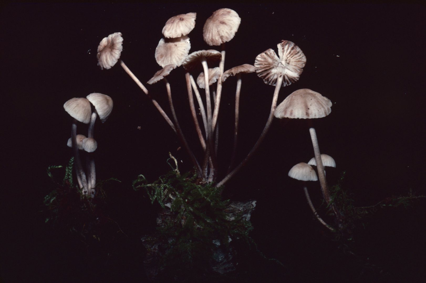 Mycena pseudoinclinata image