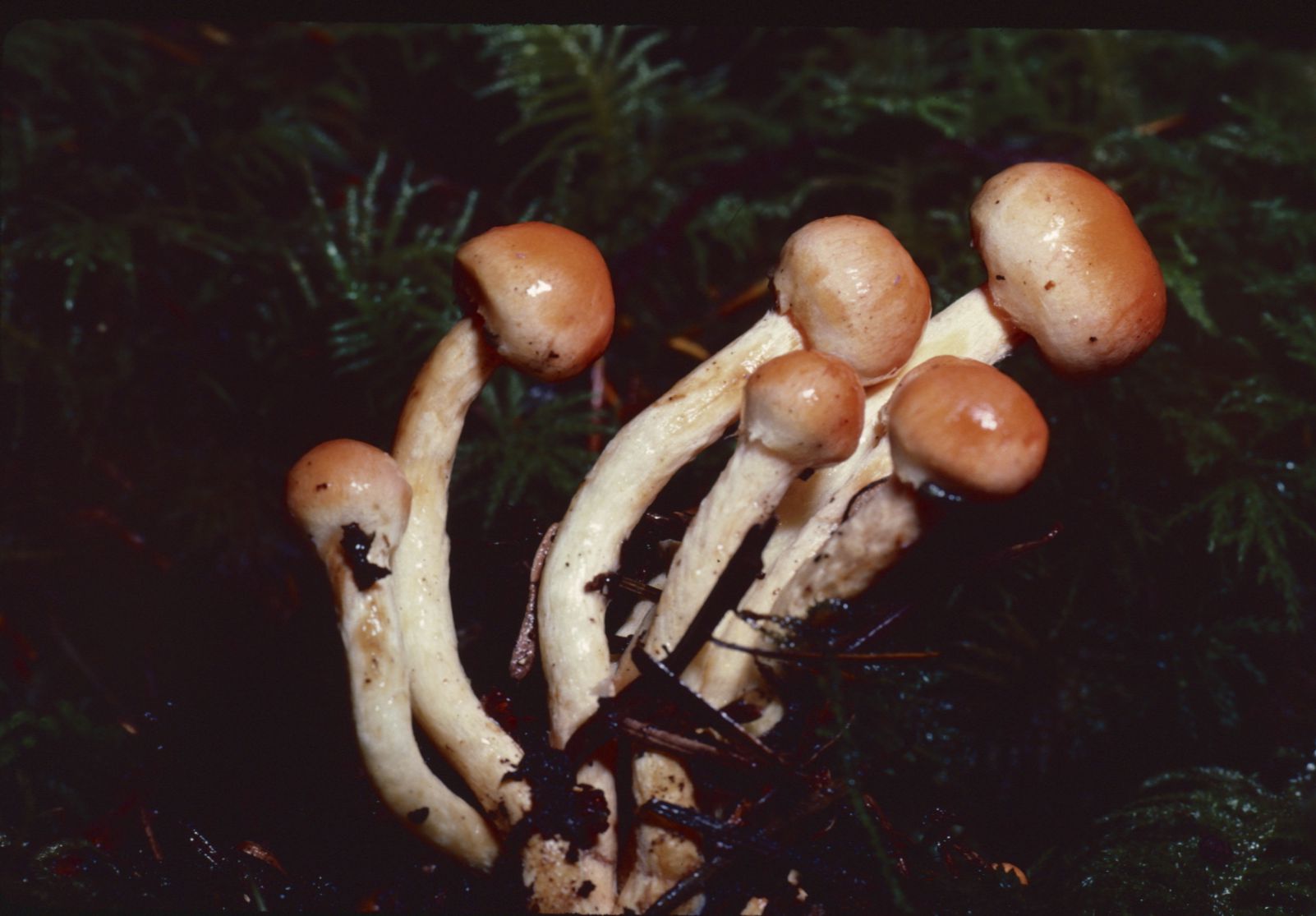 Hypholoma fasciculare var. fasciculare image