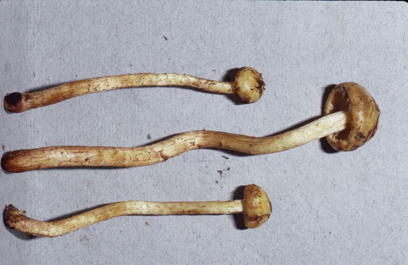 Pholiota rigidipes image