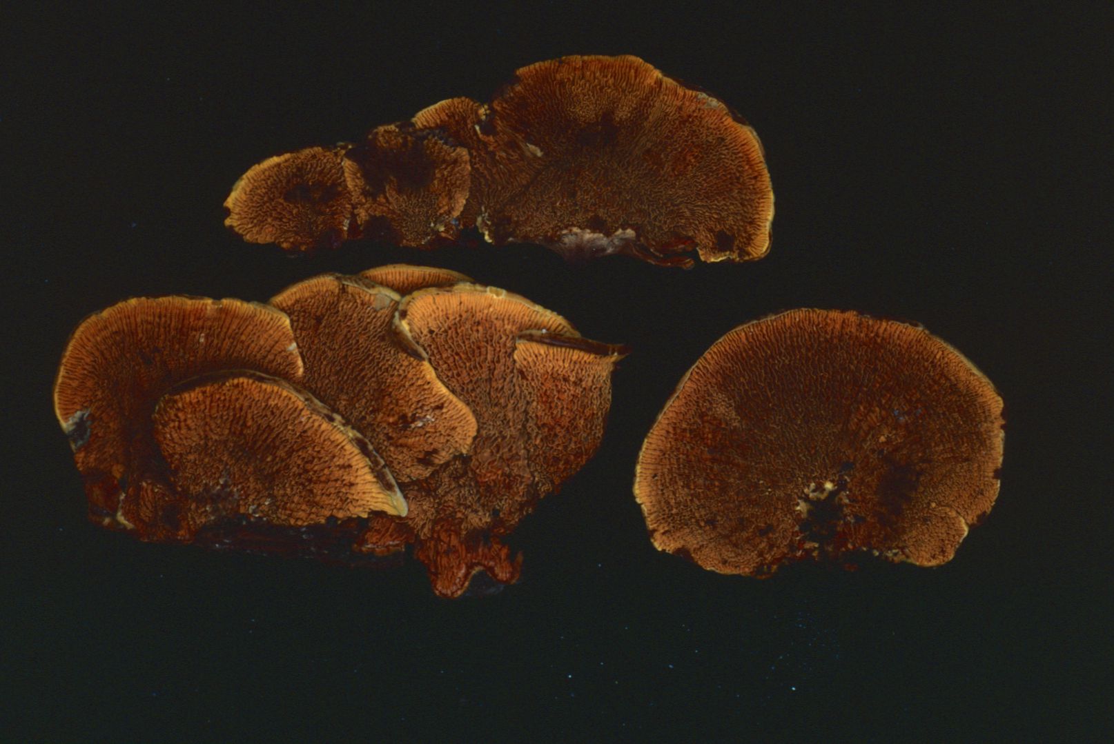 Paxillus corrugatus image