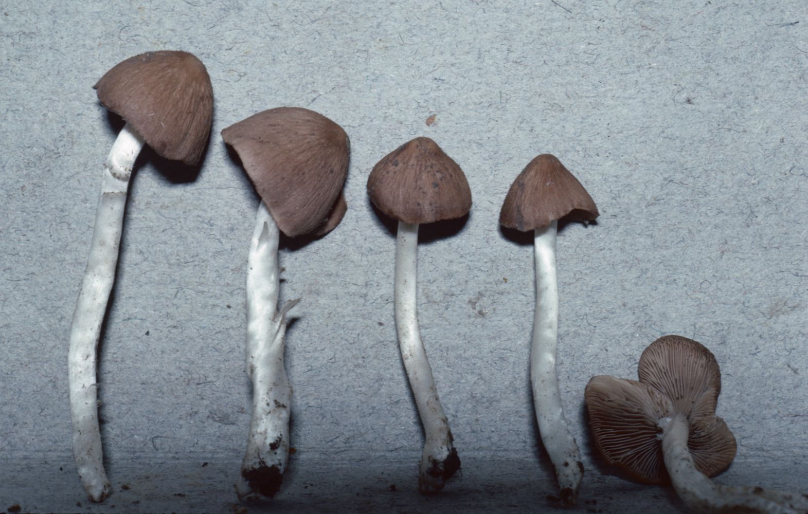 Psathyrella agrestis image