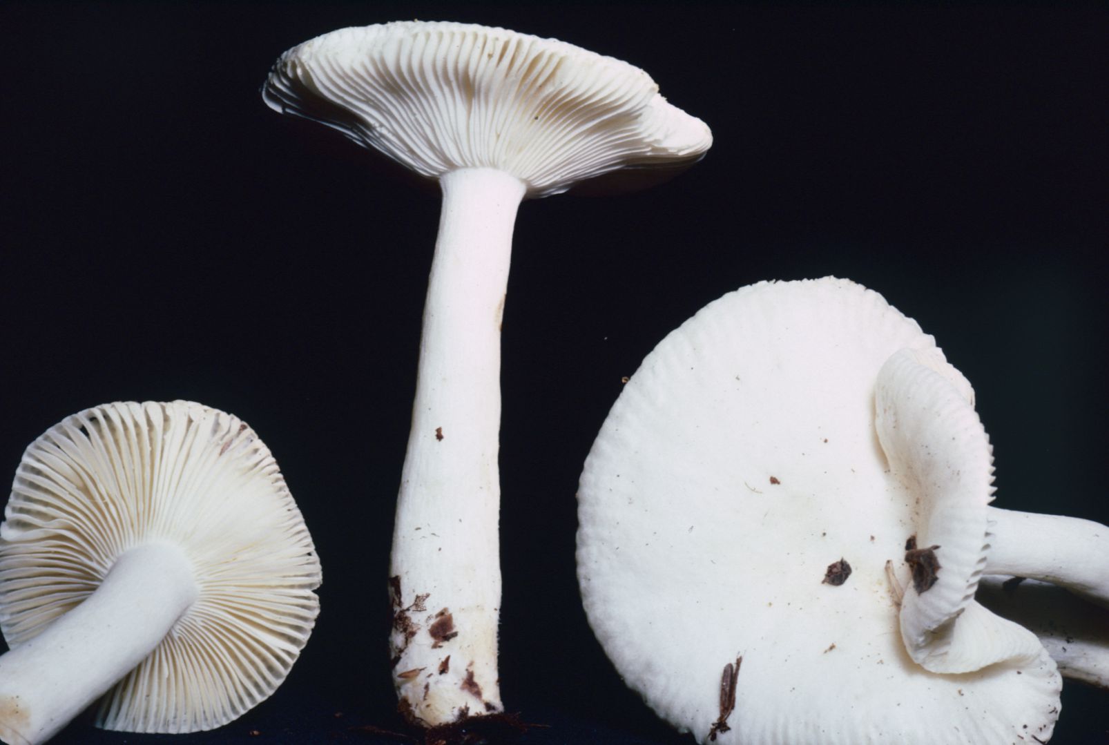 Russula albidula image