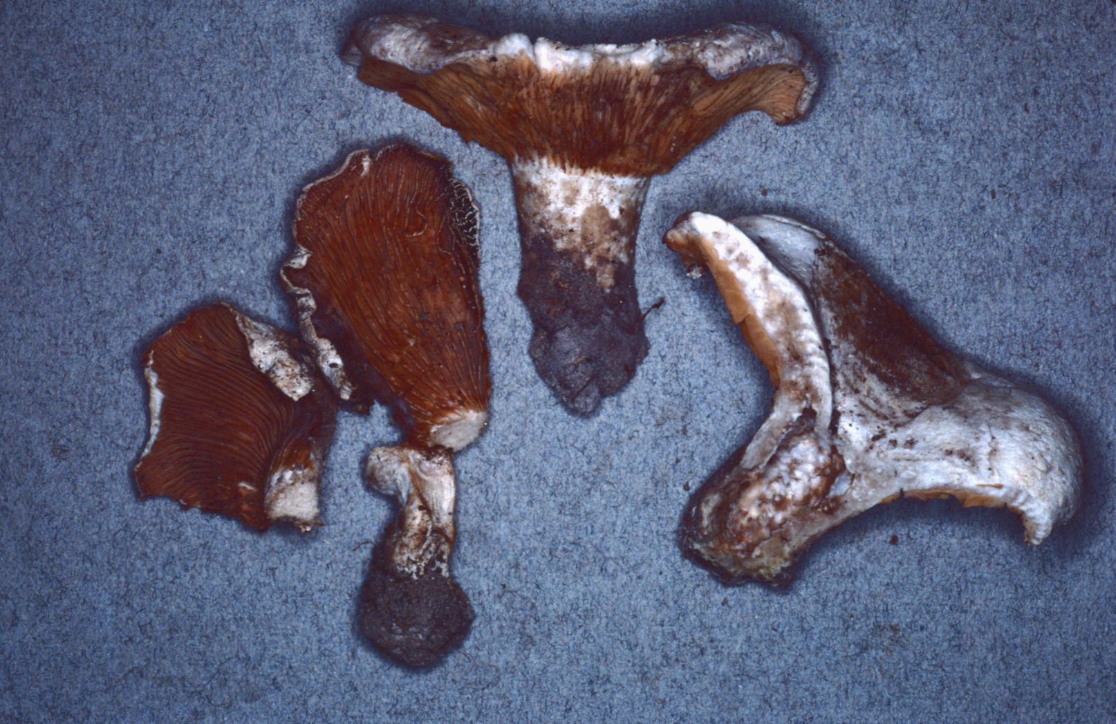 Multifurca ochricompacta image