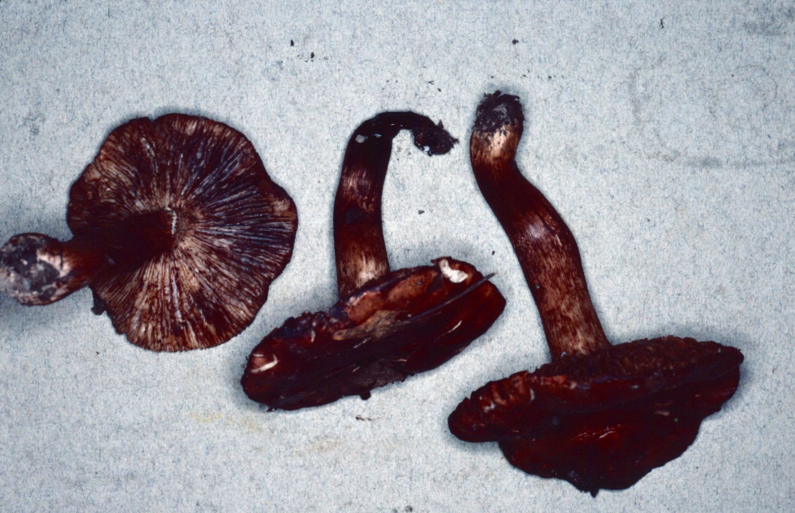 Tricholoma transmutans image