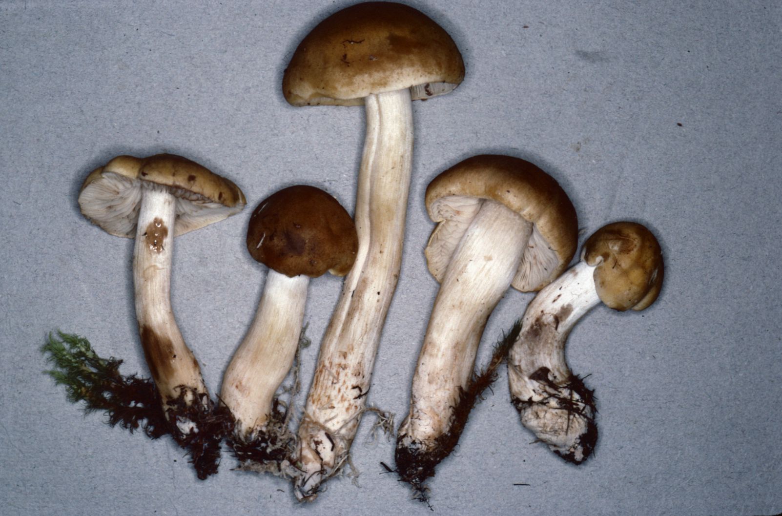 Tricholoma fumosoluteum image