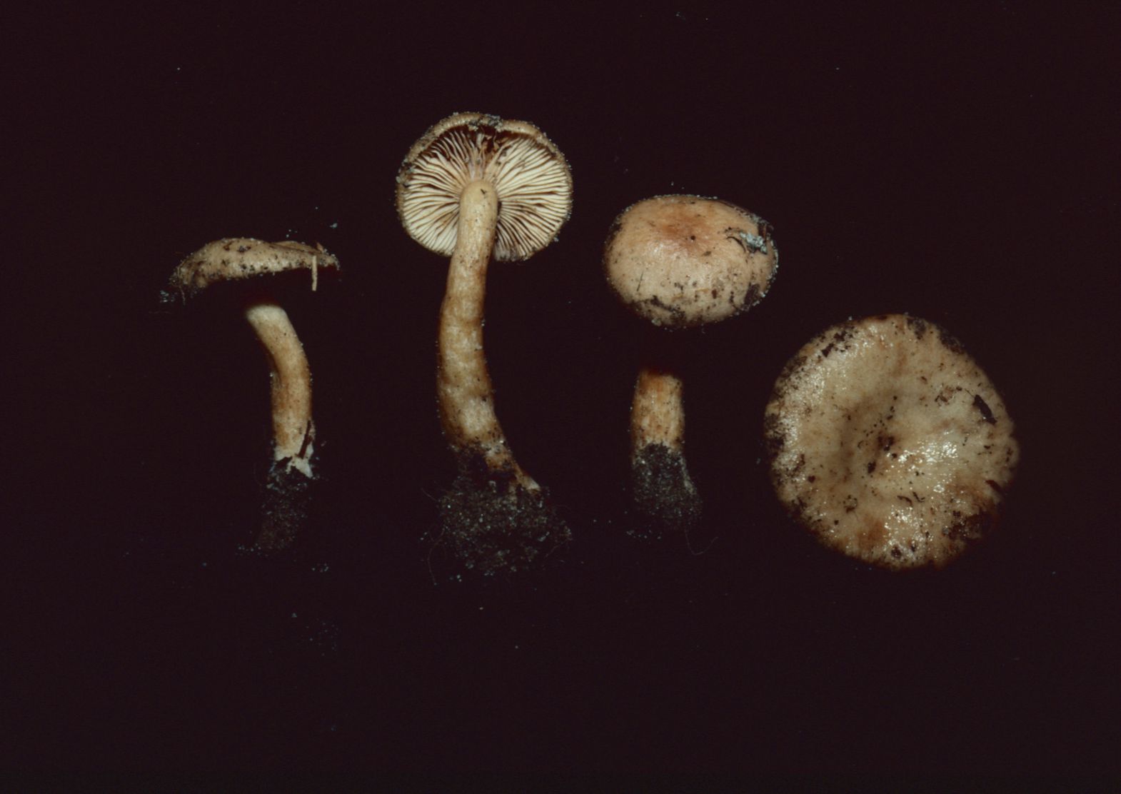 Lactarius substriatus image