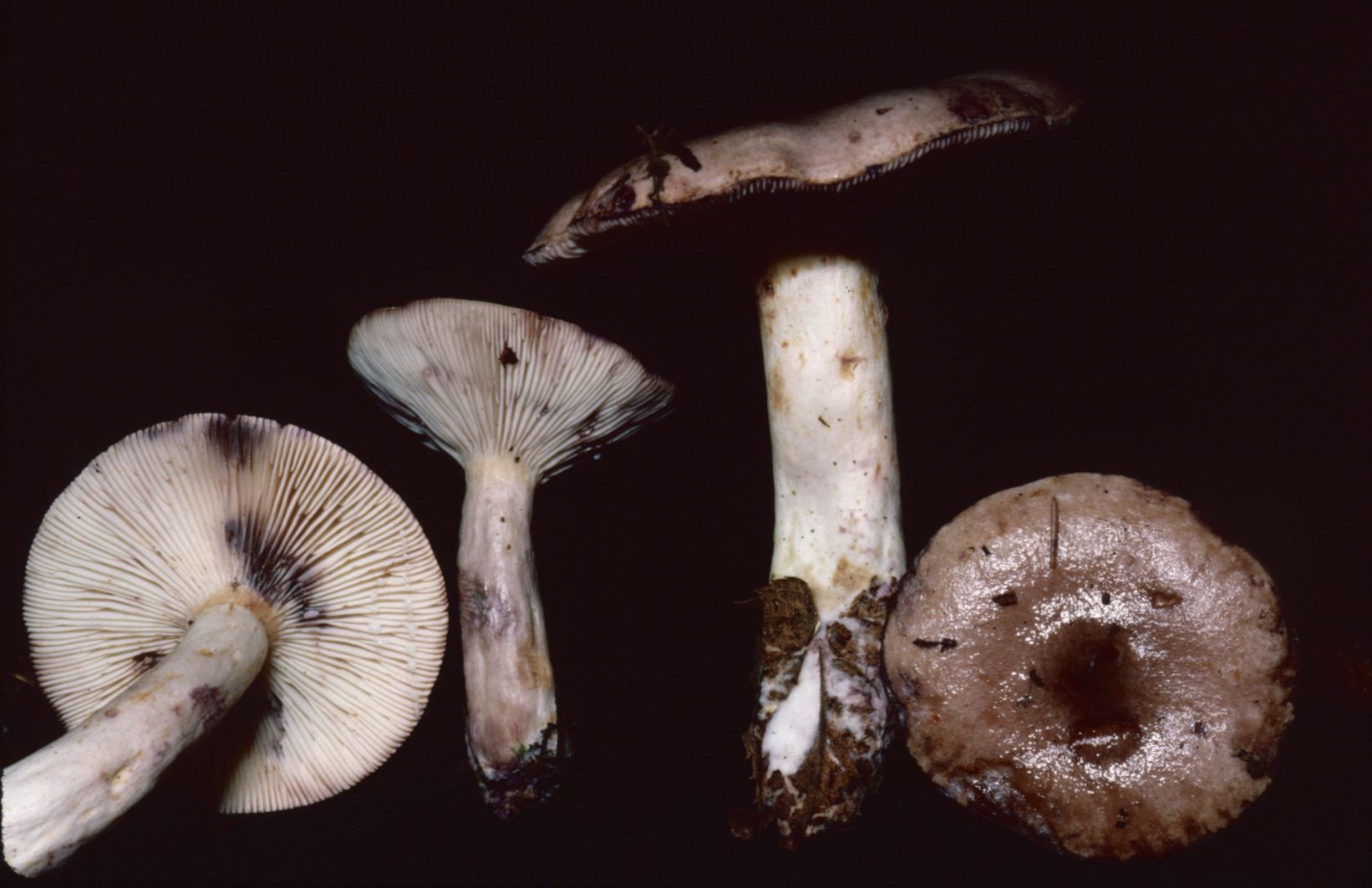 Lactarius uvidus var. uvidus image