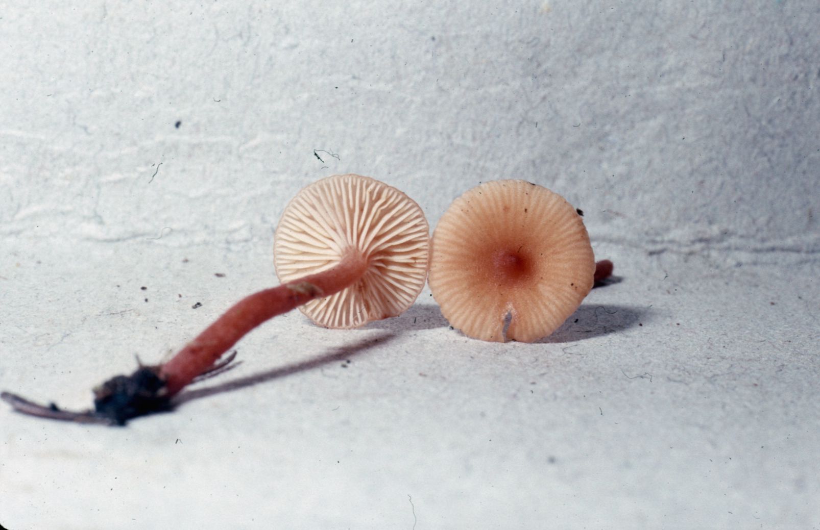 Lactarius neotabidus image