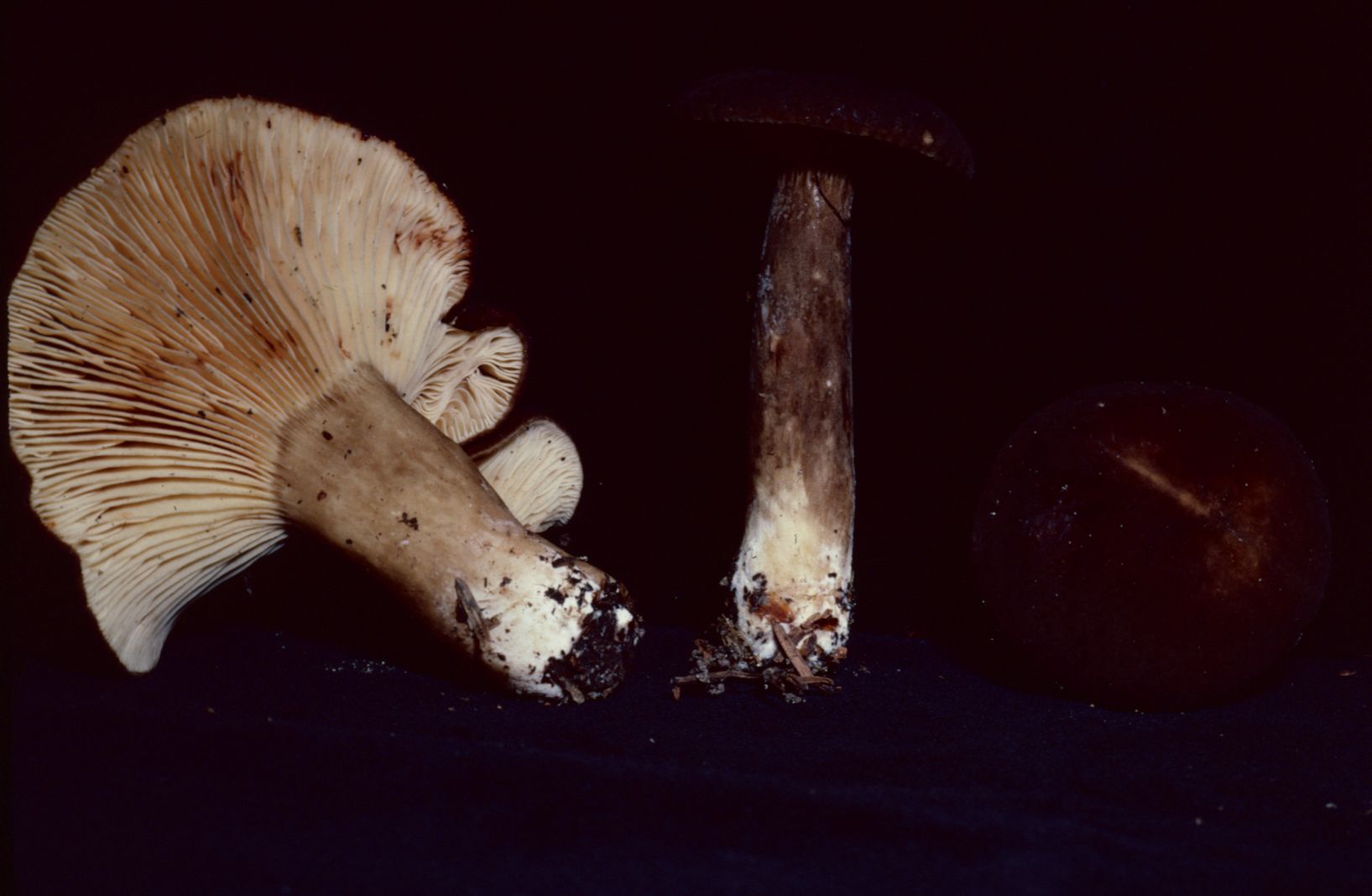 Lactarius fallax var. concolor image