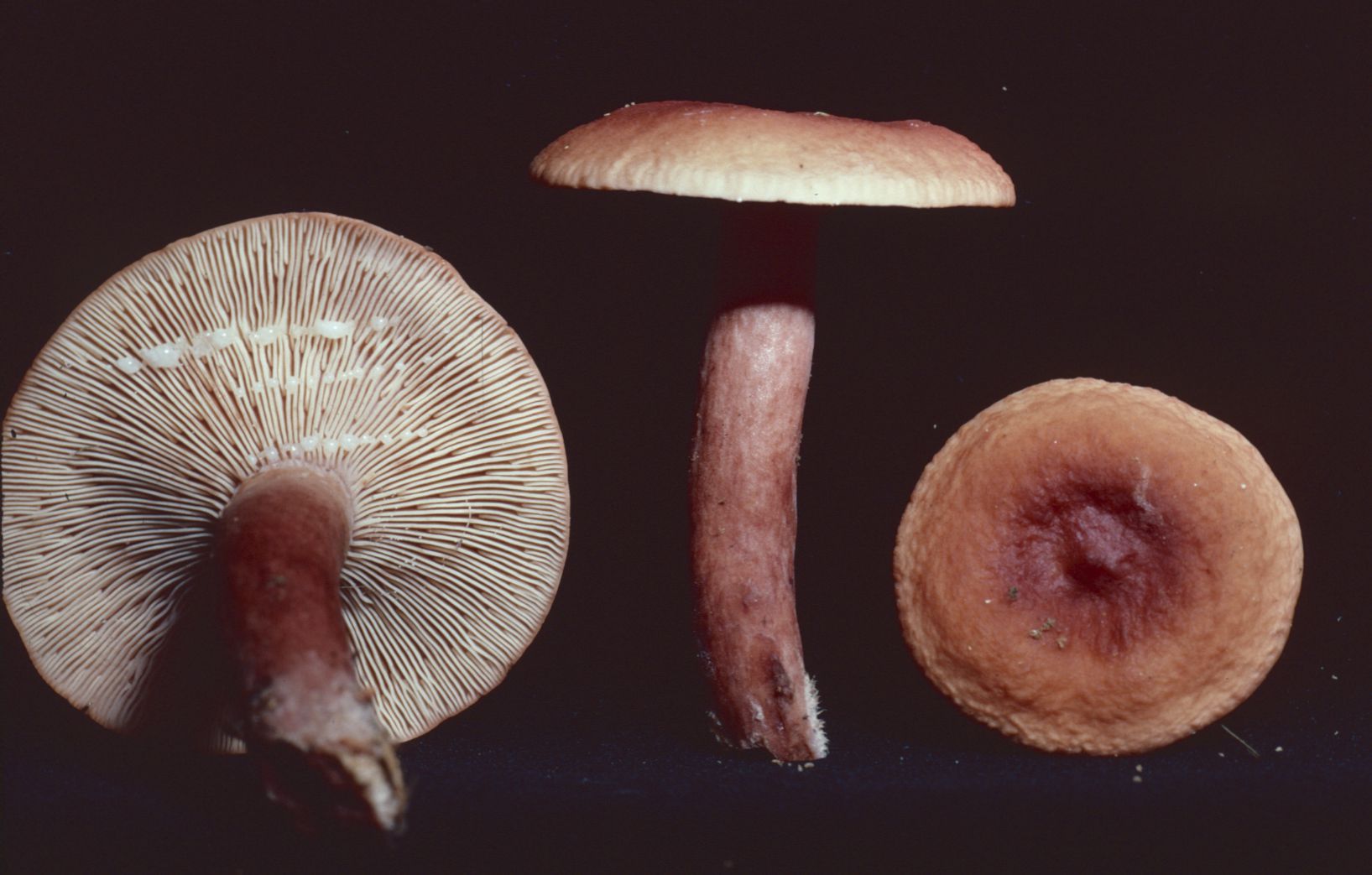 Lactarius fragilis var. fragilis image