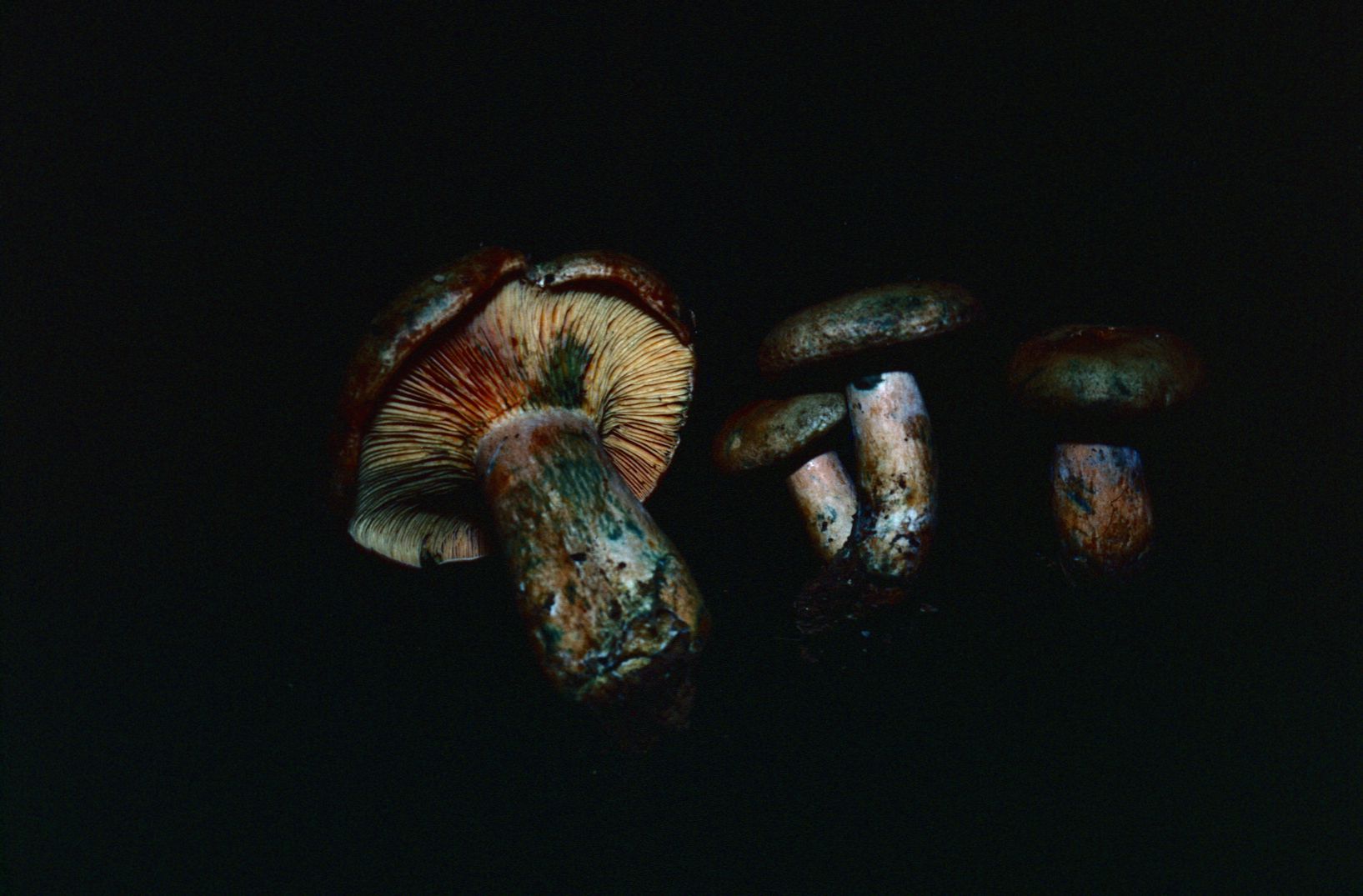 Lactarius deliciosus var. areolatus image