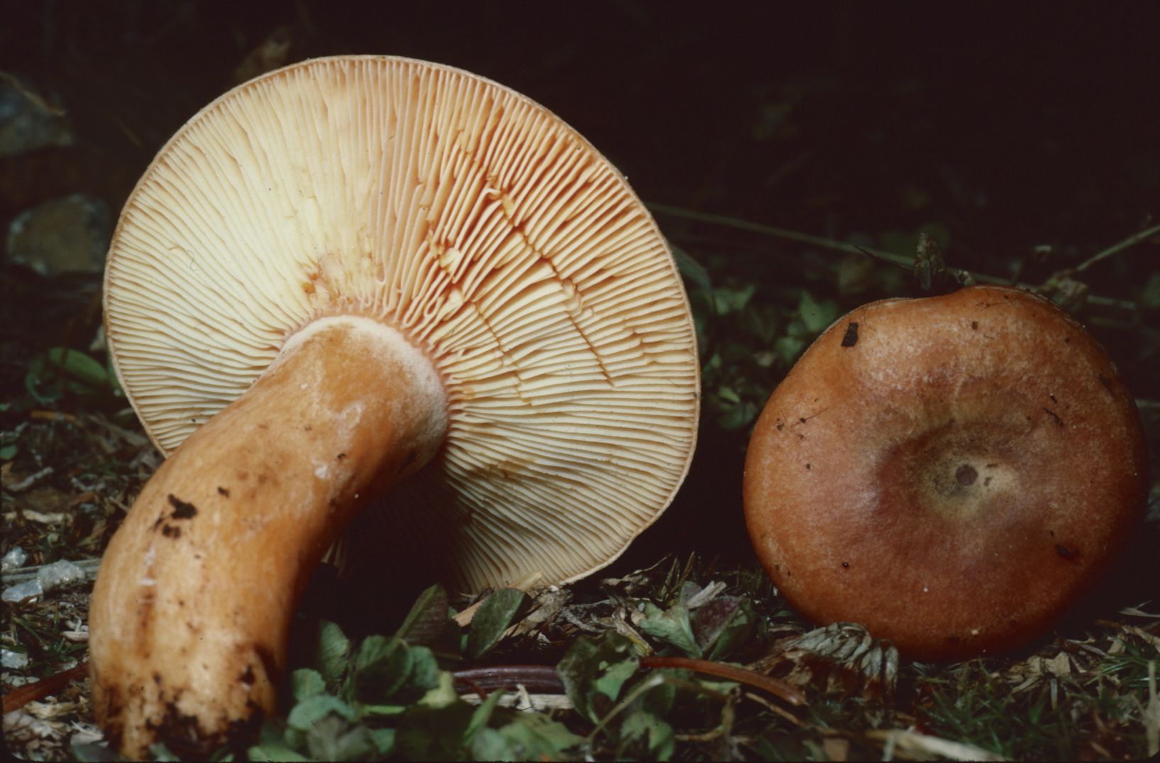 Lactarius deliciosus var. deliciosus image