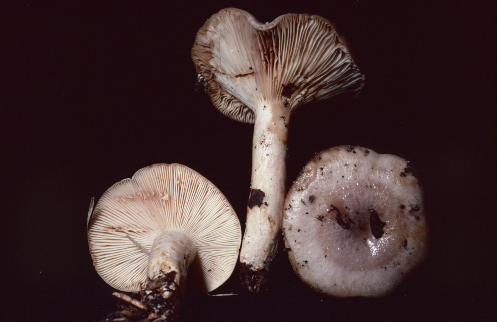 Lactarius depressus image