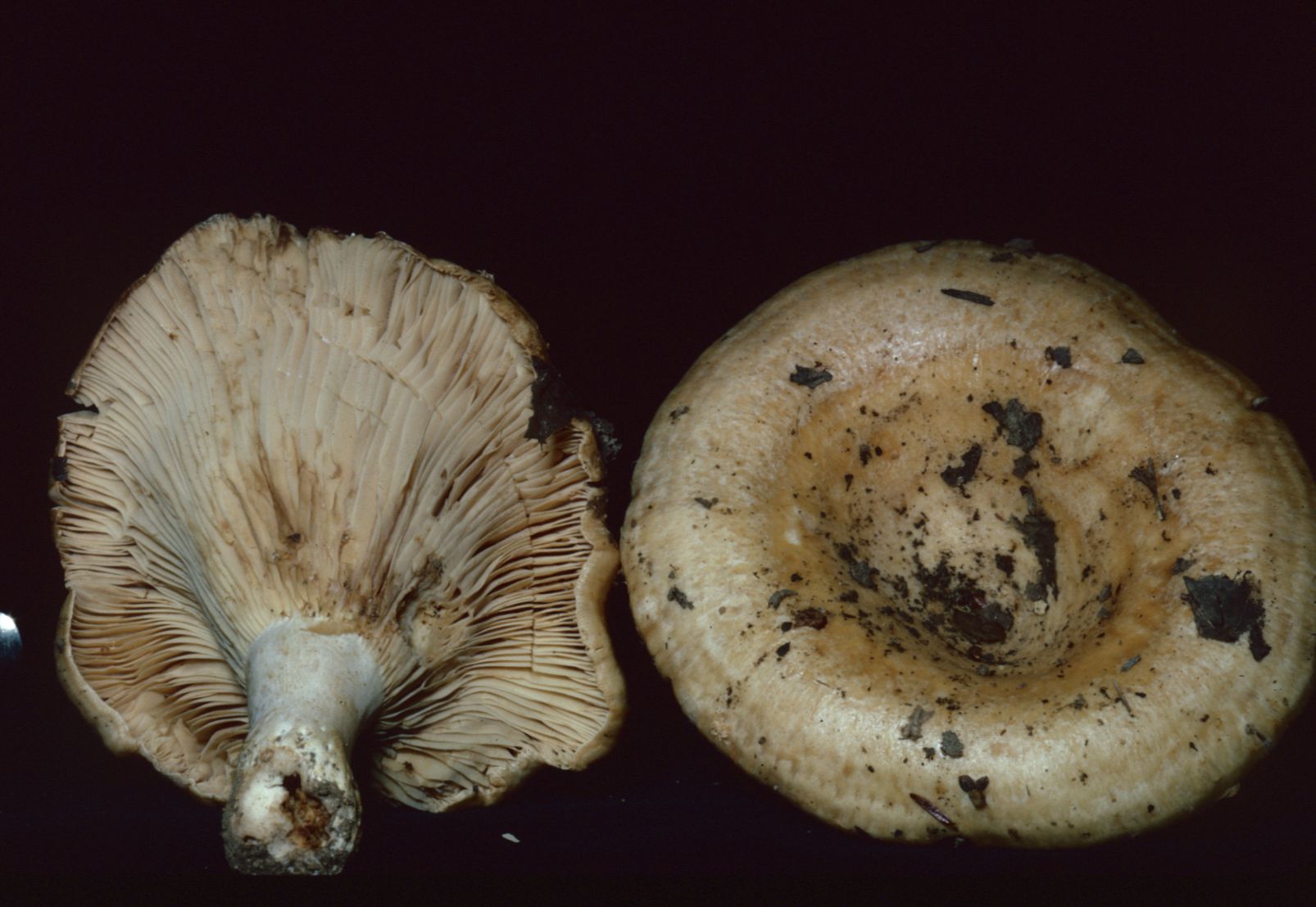 Lactarius pseudodelicatus image