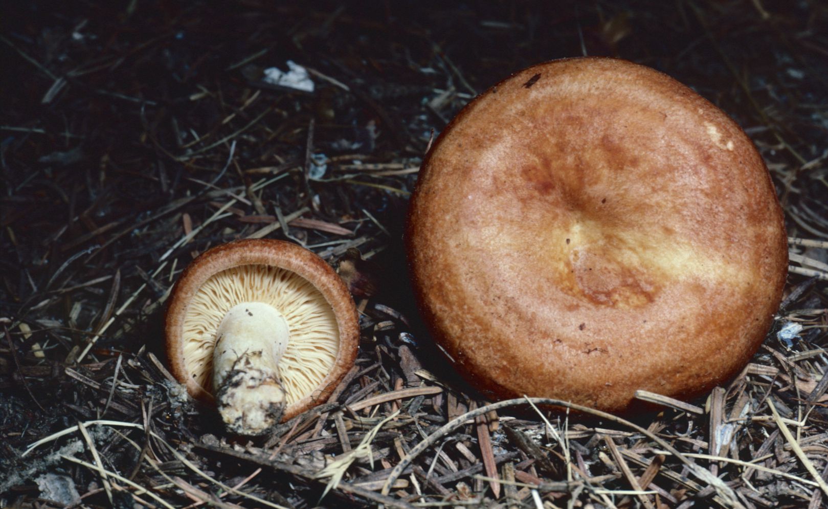 Lactarius olympianus image