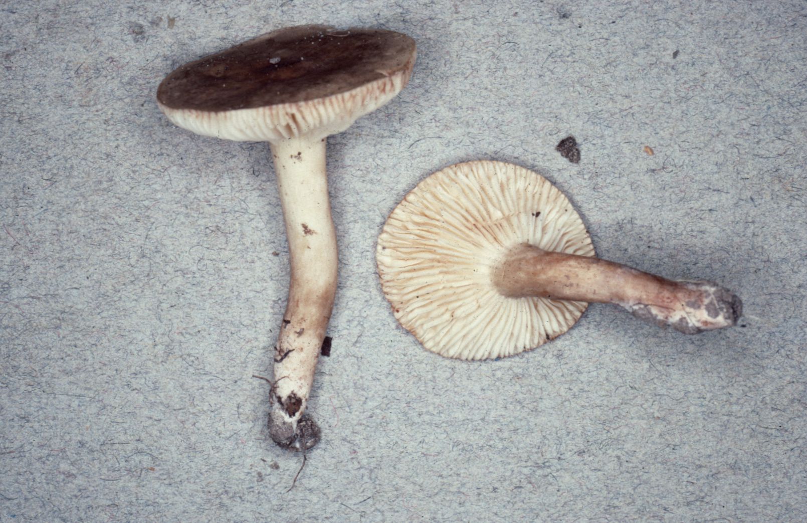 Lactarius pseudogerardii image