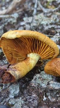 Cortinarius atkinsiae image
