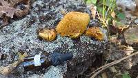 Cortinarius atkinsiae image