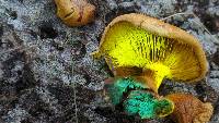 Cortinarius atkinsiae image