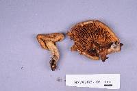 Cortinarius atkinsiae image