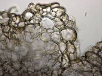 Myrmecocystis spinospora image