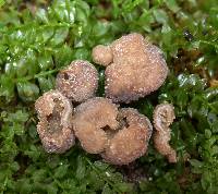 Myrmecocystis spinospora image