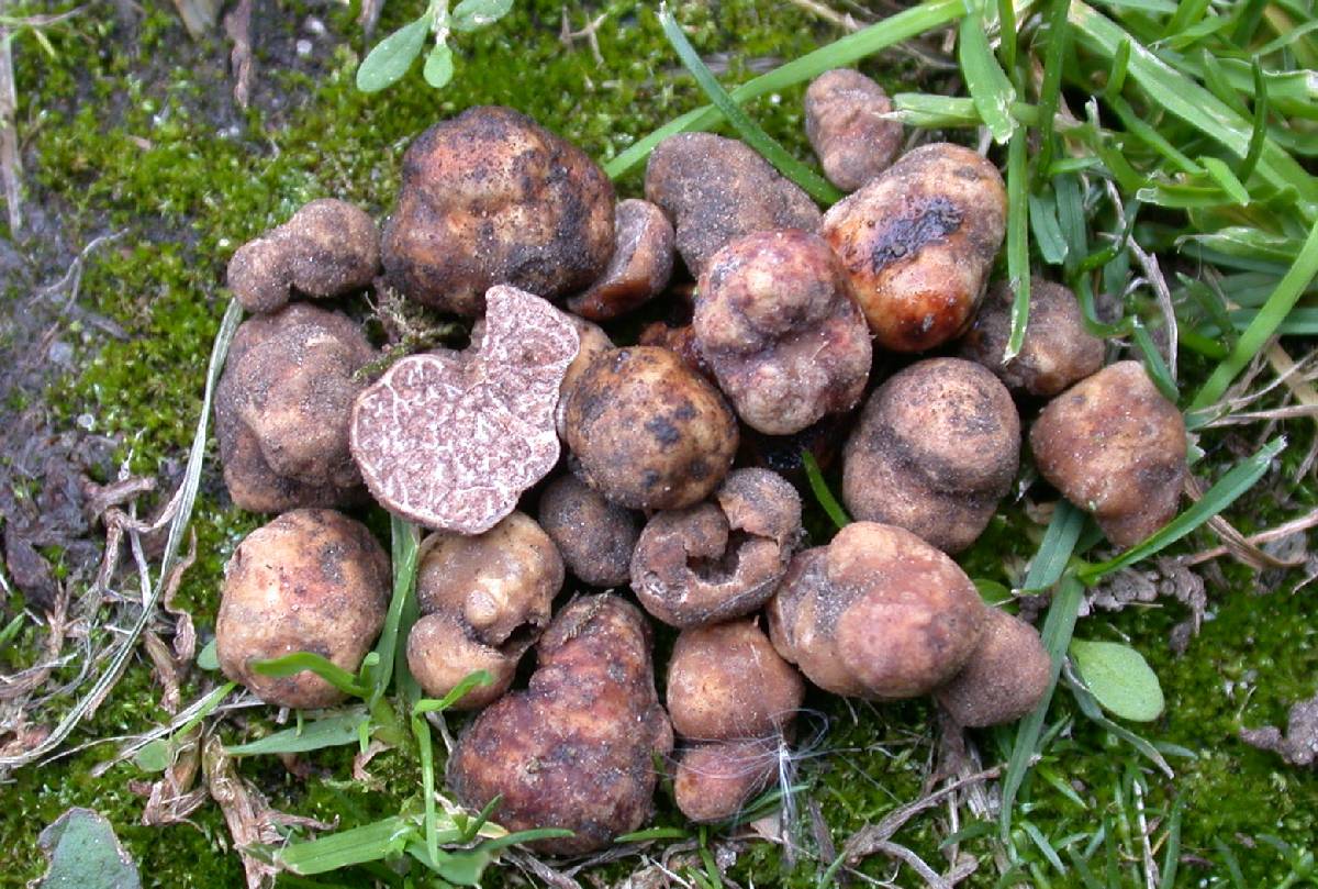 Tuber arnoldianum image