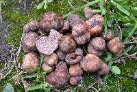 Tuber arnoldianum image