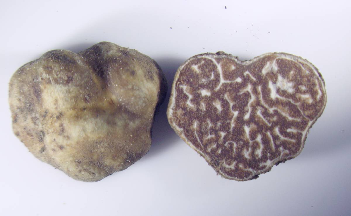 Tuber arnoldianum image