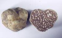 Tuber arnoldianum image