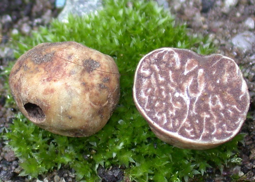 Tuber arnoldianum image