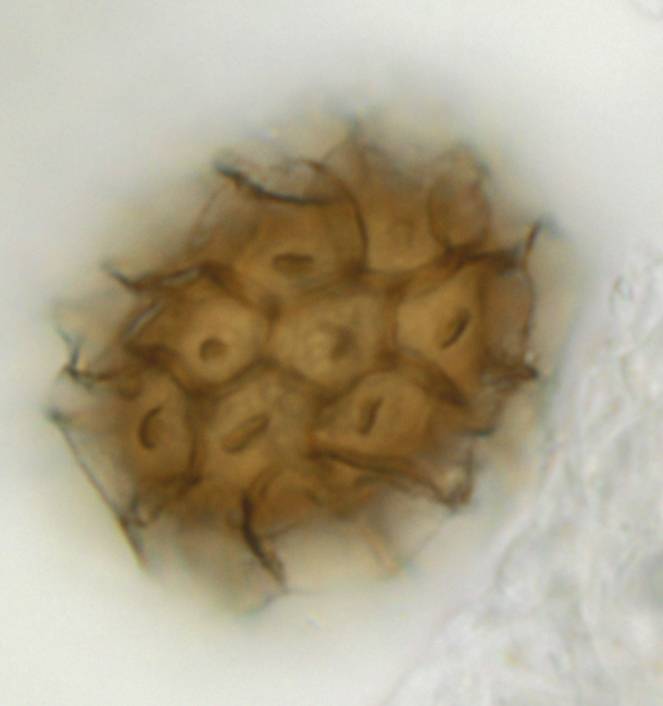 Tuber arnoldianum image