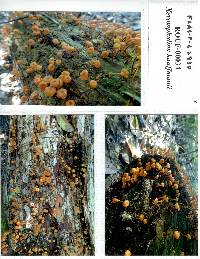 Xeromphalina kauffmanii image