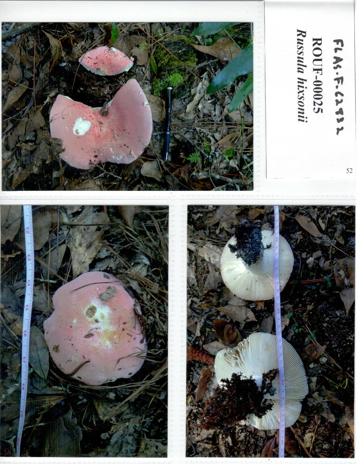 Russula hixsonii image