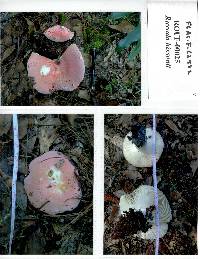 Russula hixsonii image