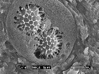 Tuber spinoreticulatum image