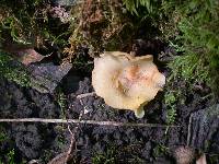 Paragalactinia succosa image
