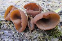 Phylloscypha phyllogena image