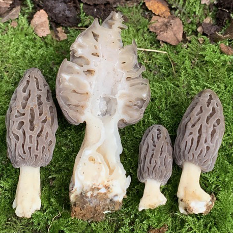 Morchella andinensis image