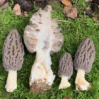 Morchella andinensis image