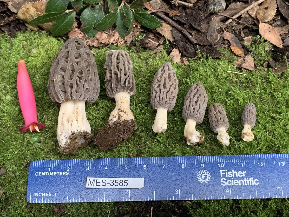 Morchella andinensis image