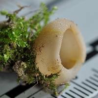 Paragalactinia succosa image