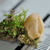 Paragalactinia succosa image