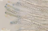 Paragalactinia succosa image